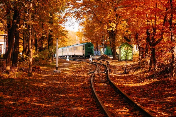 Train sur la forêt d'automne — Photo