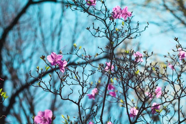 Flor Rododendro Violeta Sobre Fondo Azul Del Cielo — Foto de Stock