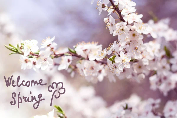 美しい白い花と桜の枝。選択的 — ストック写真
