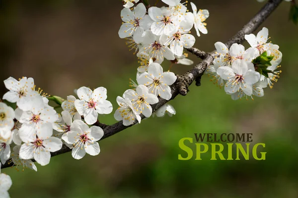 Zweig Der Kirschblüte Mit Schönen Weißen Blüten Hallo Frühling Handgezeichnete — Stockfoto