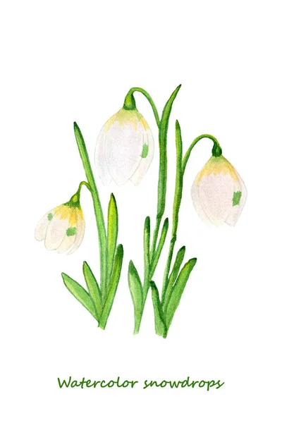 Spring Flowers Watercolor Snowdrops Design Elements Background Banner Holiday Card — Stock Photo, Image