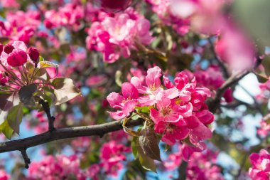 Yakın plan elma ağacı çiçeği dalı. Bahar arka planı. Yumuşak odak