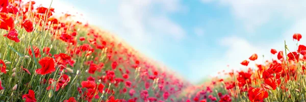 Webbanner Rote Mohnblumen Auf Hügeln Hintergrund Frühling — Stockfoto