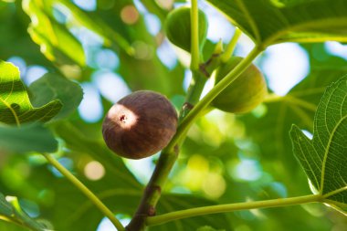 İncir ağacı dalı (Ficus carica) yapraklar ve meyvelerle. Hasat konsepti. Yumuşak odak