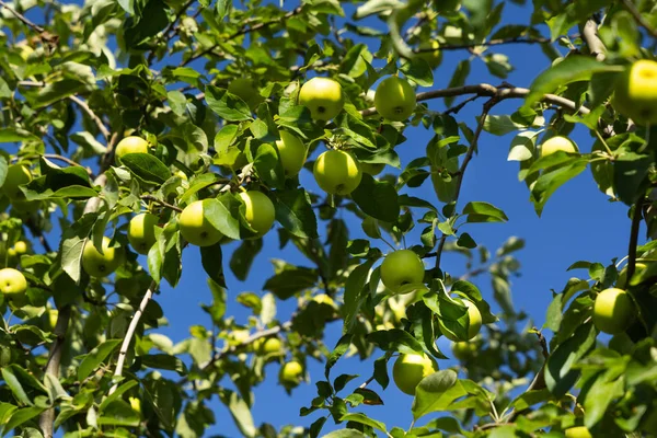 Fresh Golden Delicious apple fruits on tree branches. Harvest concept. Soft focus