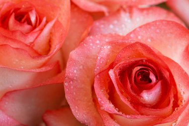 Su damlalı güzel portakal gülleri. Yumuşak odaklanma. Sevgililer Günü ya da doğum günü kutlaması konsepti