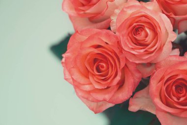 Su damlalı güzel yumuşak turuncu güller. Yumuşak odaklanma. Uzayı kopyala Sevgililer Günü ya da doğum günü kutlaması konsepti