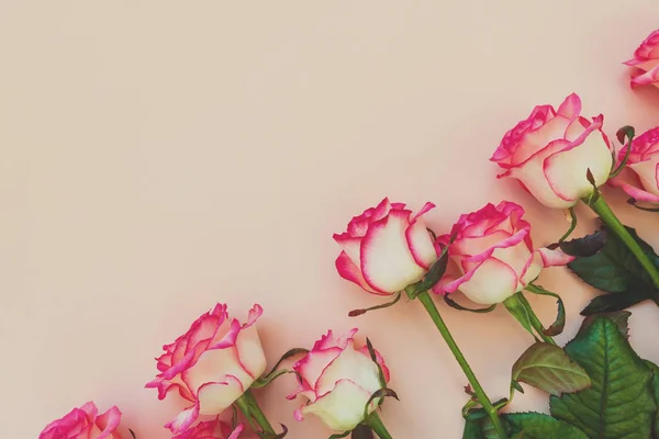 Diagonal line from fresh pink roses on pink background. Top view. Flat lay. Copy space. Valentines day, mothers day or birthday celebration concept