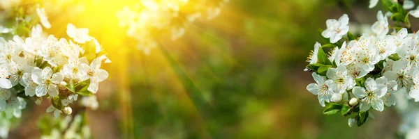 Знамя Цветение Сакуры Полном Расцвете Солнечными Огнями Разряженном Фоне Весенний — стоковое фото