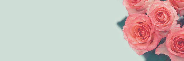 Banner 3:1. Beautiful soft orange roses with water drops. Soft focus. Copy space.  Valentines day or Birthday celebration concept