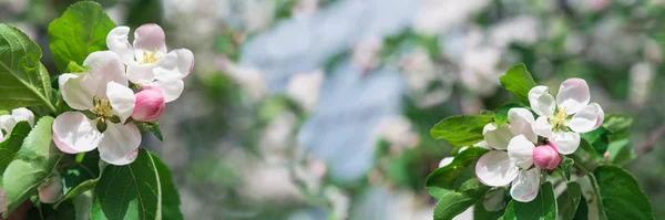 Banner 3:1. White apple tree blossom against blue sky. Spring background. Copy space