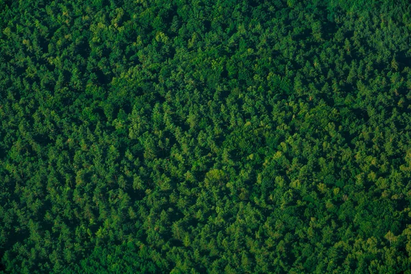 Green Aerial Top View Forest Evergreen Spruce Pattern — ストック写真