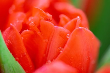 Çiğ taneli turuncu laleler. Sevgililer günü, anneler günü ya da doğum günü konsepti