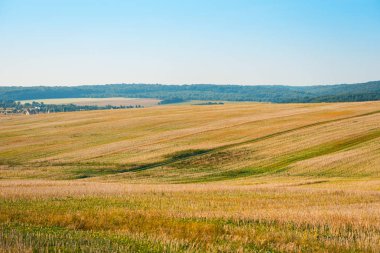 Altın saman tarlası. Mavi gökyüzünün altında sonbahar manzarası.
