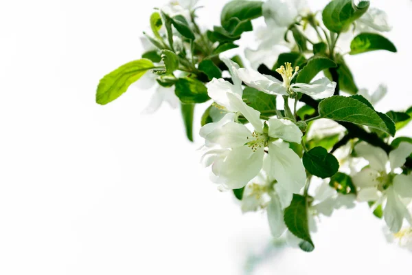 Isolated Apple Tree Blossom Branch Spring Background Copy Space Soft — Stock Photo, Image