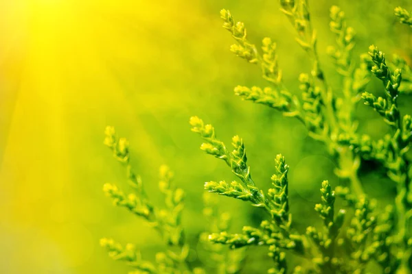 Groene Thuja Occidentalis Takken Met Zonnestralen Voorjaar Natuur Achtergrond Zachte — Stockfoto