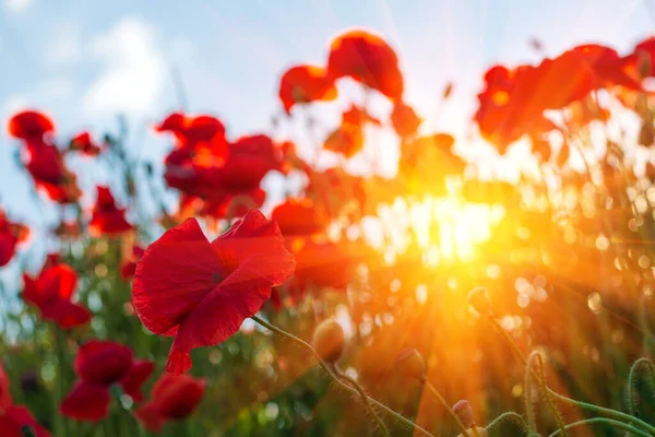 Rotes Mohnblumenfeld Mit Blick Zum Himmel Und Sonnenstrahlen Frühling Natur — Stockfoto