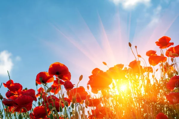 Rotes Mohnblumenfeld Mit Blick Zum Himmel Und Sonnenstrahlen Frühling Natur — Stockfoto