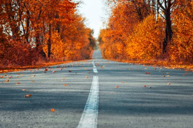 Sonbahar sonbahar ormanlarında asfalt yol bomboş. Sonbahar gruplaması