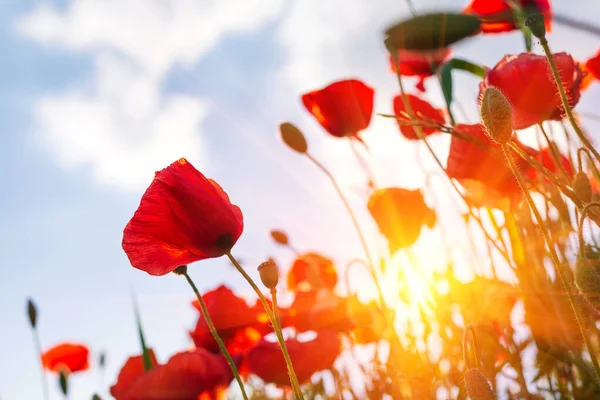 Rotes Mohnblumenfeld Mit Blick Zum Himmel Und Sonnenstrahlen Frühling Natur — Stockfoto