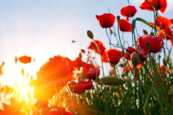 Rotes Mohnblumenfeld Mit Blick Zum Himmel Und Sonnenstrahlen Frühling Natur — Stockfoto