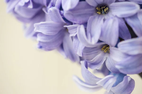 Flores Jacinto Estrella Azul Macro Foco Suave Primavera Naturaleza Fondo —  Fotos de Stock