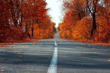 Sonbahar sonbahar ormanlarında asfalt yol bomboş. Sonbahar gruplaması
