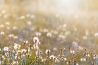 Odaklanamayan tüylü karahindibaların arka planı çayırda parlıyor. Yumuşak odak