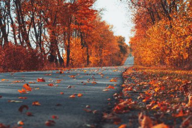 Sonbahar sonbahar ormanlarında asfalt yol bomboş. Sonbahar gruplaması