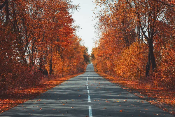 Empty asphalt road in autumn fall forest. Autumnal backgroun