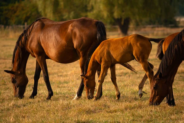 Mare Foal Juntos Prado Fondo Naturaleza Enfoque Suave — Foto de Stock