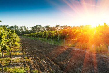 Yaz bağında gün batımında