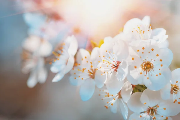 Fleur Cerisier Pleine Floraison Fond Naturel Concentration Douce — Photo