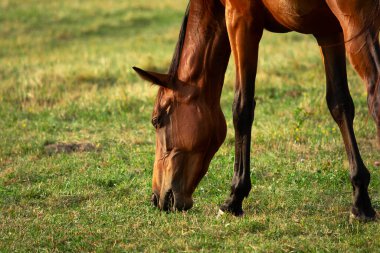 Çayırdaki Karabasan. Doğa geçmişi. Yumuşak odak