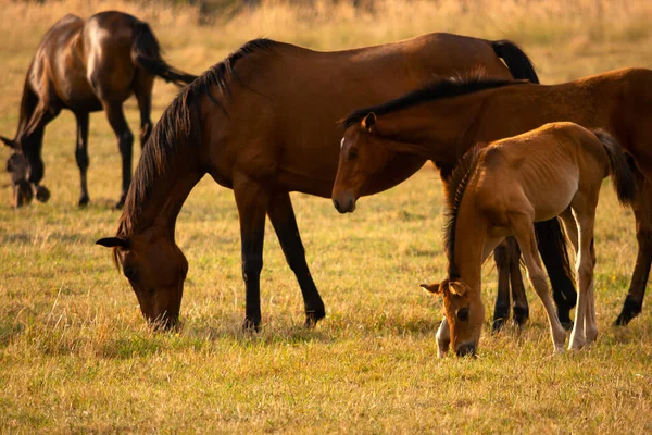 Mare Foal Together Meadow Nature Background Soft Focus — Stock Photo, Image