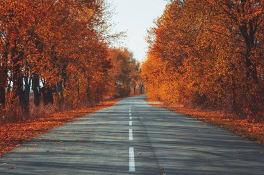 Sonbahar sonbahar ormanlarında asfalt yol bomboş. Sonbahar gruplaması