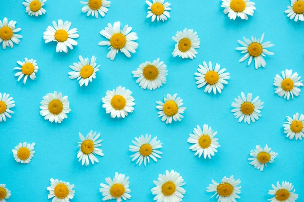 Daisy pattern. Summer chamomile flowers on blue background. Flat lay. Top view.