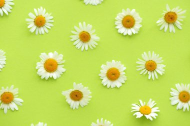 Daisy deseni. Yeşil arka planda yaz papatya çiçekleri. Düz yatıyordu. Üst görünüm.