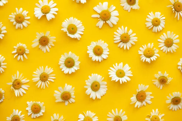 Daisy pattern. Summer chamomile flowers on yellow background. Flat lay. Top view.