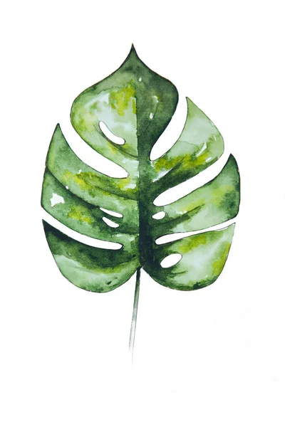 Watercolor Drawing Green Leaf Monstera Handmade Illustration Monstera Leaf Isolated — Stock Photo, Image