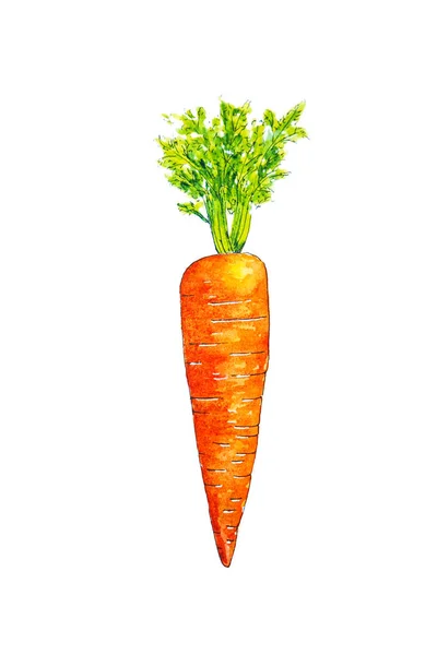 Carrots Drawing Clipart Images | Free Download | PNG Transparent Background  - Pngtree