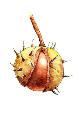 Watercolor drawing of horse chestnut isolated on white background. Handmade illustration of horse chestnut. 