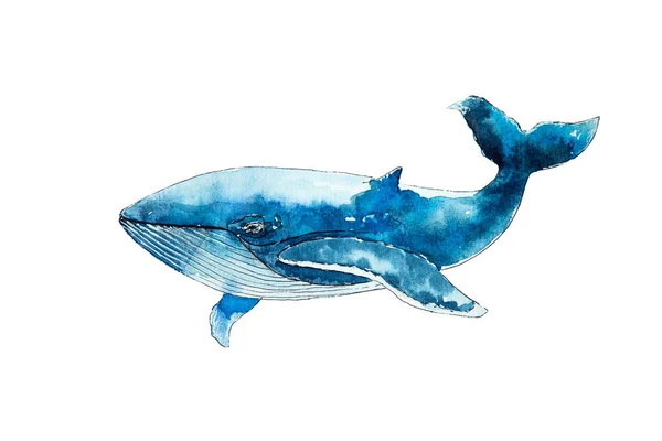 Watercolor drawing of blue whale isolated on white background. Handmade illustration of blue whale.