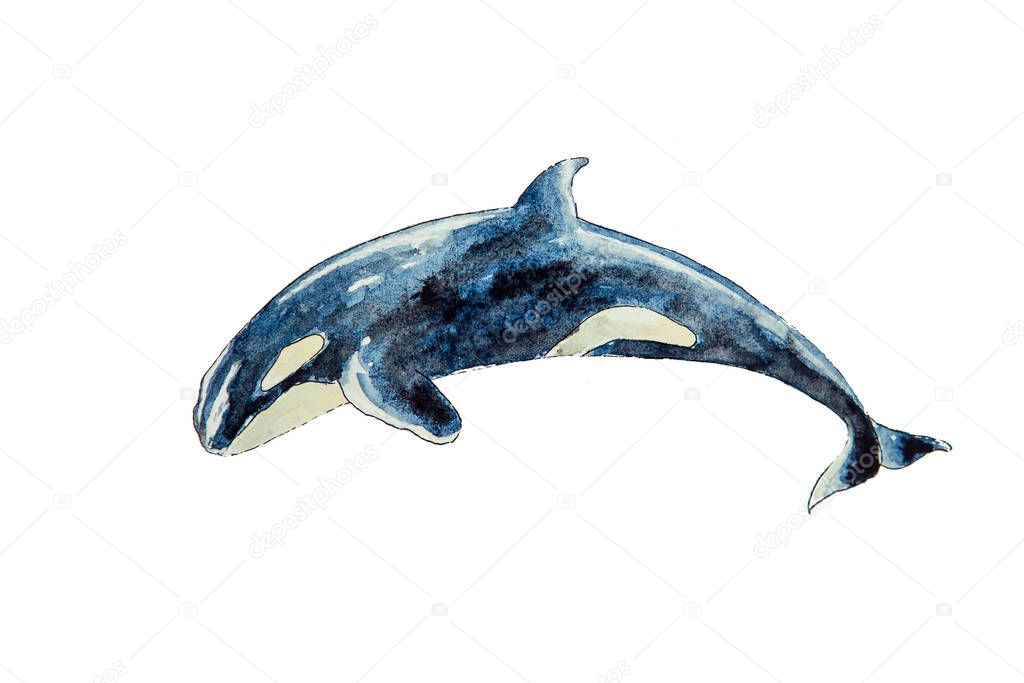 Watercolor of killer whale isolated on white background. Illustration of killer whale on white background