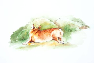 Kırmızı köpek corgi. Yeşil çimlerde koşan Corgi 'nin suluboya çizimi. Yeşil arkaplanda Corgi tasviri.