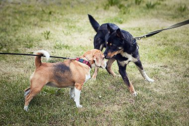 Çimlerin üzerinde birbirini koklayan iki köpek.
