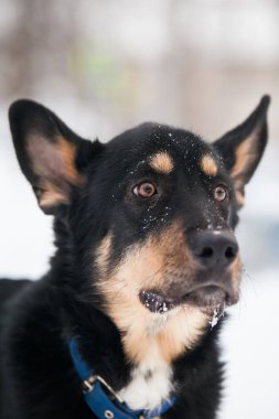 Siyah köpeğin portresi, arka planda beyaz kar, yakın plan.