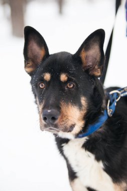 Siyah köpeğin portresi, arka planda beyaz kar, yakın plan.