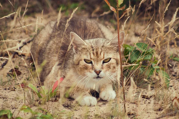 Brown Cat Sitting Dry Yellow Grass — Stock Photo, Image