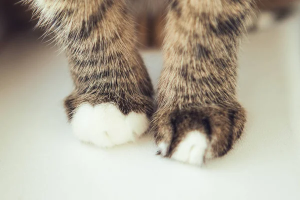 Aksamitne Łapy Kocie Łapki Nogi Tabby Cat Zbliżenie — Zdjęcie stockowe